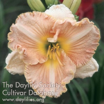 Daylily Gilded Coral